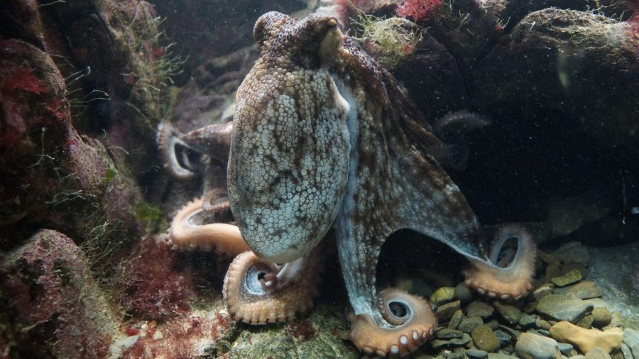 octopus-428745_1920