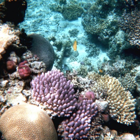 Hawaii bans use of sunscreen to save coral reef