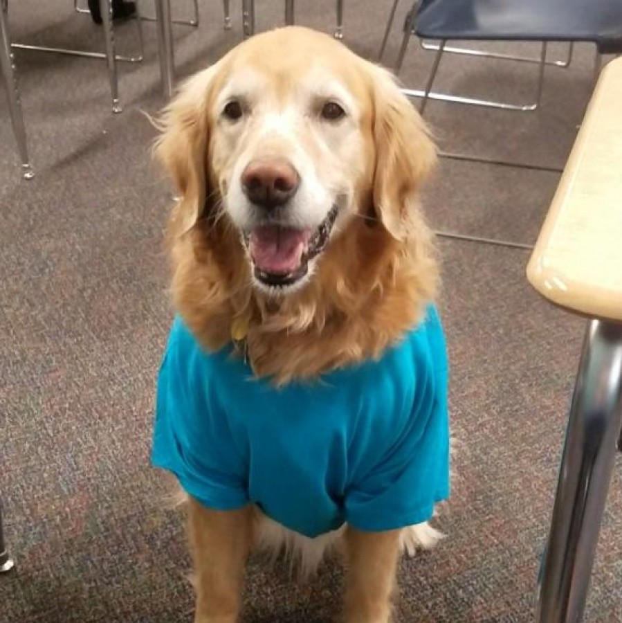 The schools therapy dog, Mojo, poses for a picture.