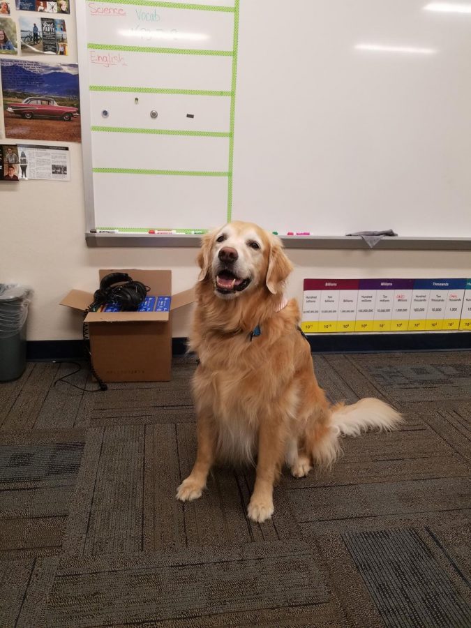 Mojo is a service dog who helps high schoolers with depression and anxiety.