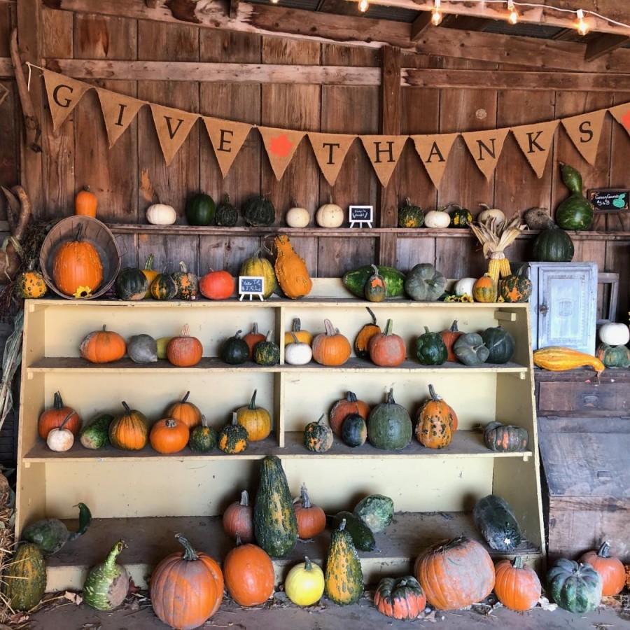 Pumpkins and a “Give Thanks” banner are captured at Shady Knoll Farm in East Moline, a place at which many families spend time for fall traditions.