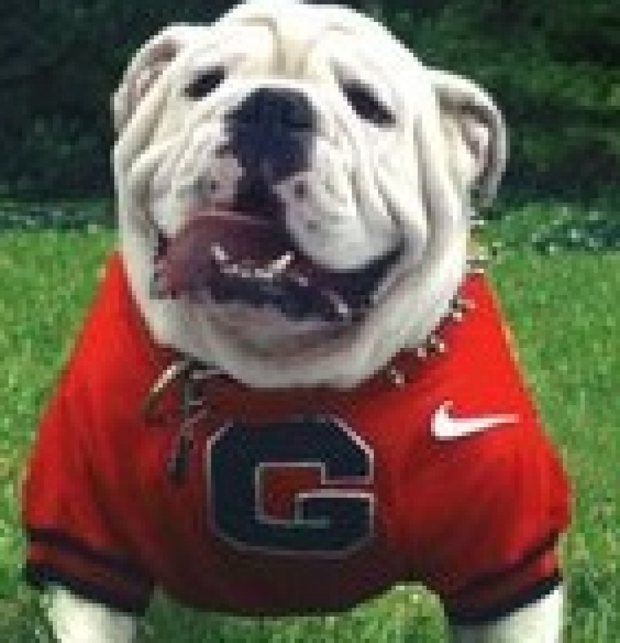 University of Georgia (UGA) live-animal mascot, Uga the bulldog,  seeming to look very happy in his UGA gear.