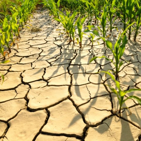 Food security is currently at risk due to climate change as reports of decreasing production arise.