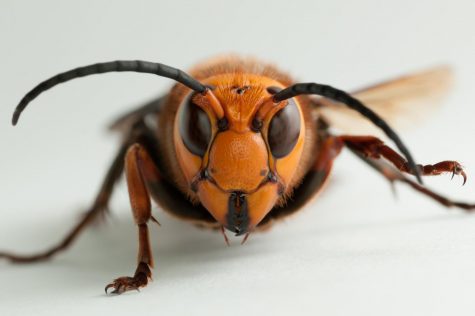 Murder hornets entrance into Washington State raises concern for the U.S.