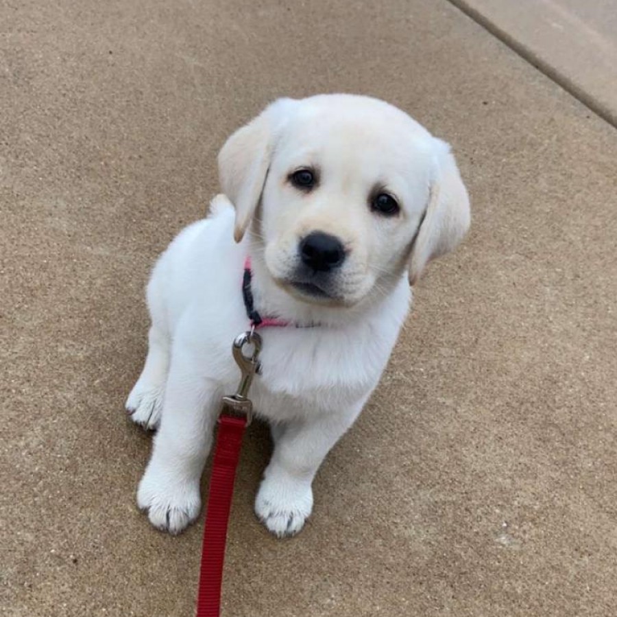 The newest addition to senior Maya Johnson’s family poses for a picture, as the pandemic causes an increase in puppy adoptions.