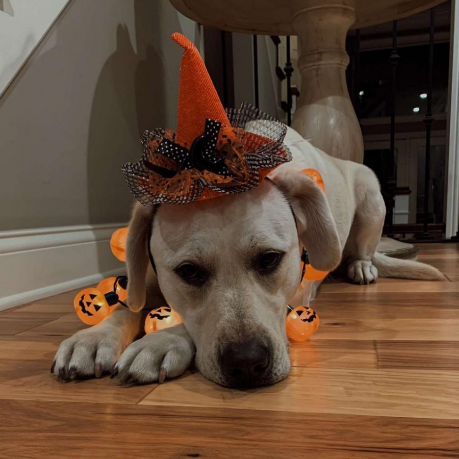 Barrett’s dog, Rizzo, is dressed in Halloween attire for the fall of 2020.