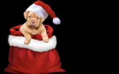 Dogs and cats are often wrapped up in bows and boxes to be gifted to loved ones.
