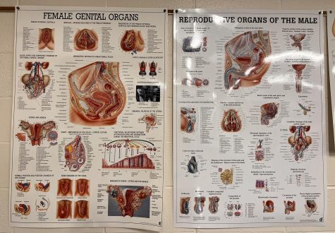 Posters of the physical anatomy hanging in anatomy teacher Mr. Parkers room.