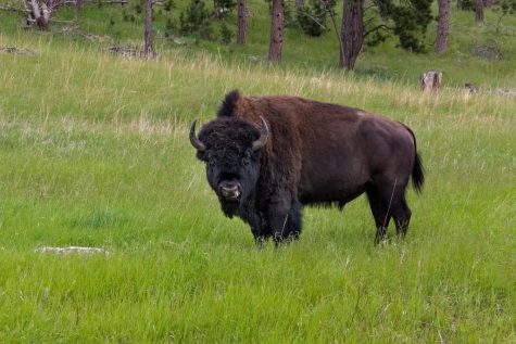 Bison are the largest mammals in North America and are traditionally. considered a keystone species in the Midwest and Great Plains ecosystems. However, their near-extinction has left these ecosystems vulnerable. 