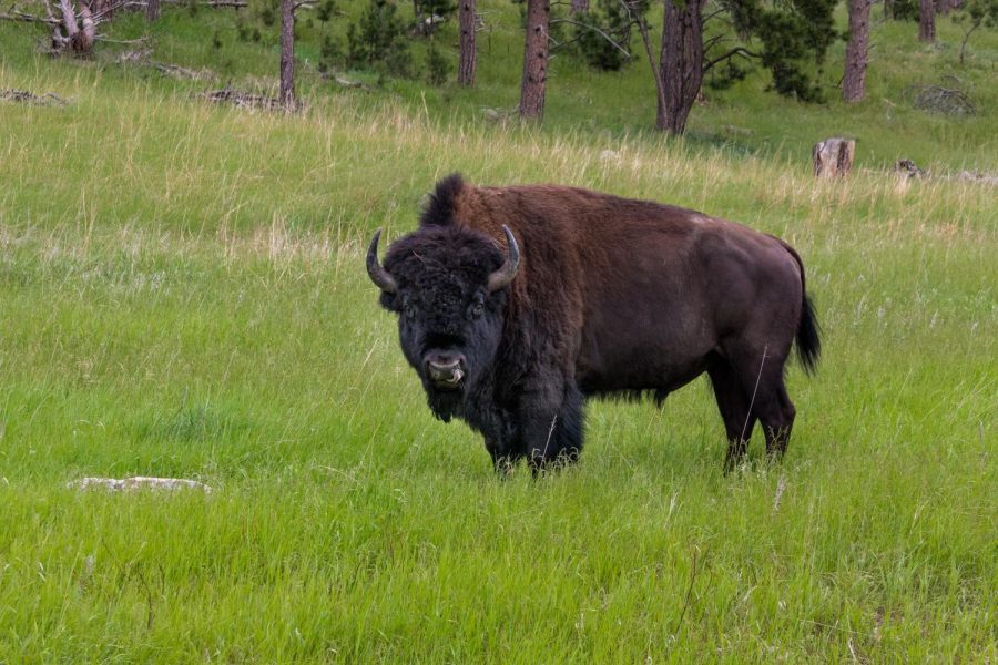 Bison+are+the+largest+mammals+in+North+America+and+are+traditionally.+considered+a+keystone+species+in+the+Midwest+and+Great+Plains+ecosystems.+However%2C+their+near-extinction+has+left+these+ecosystems+vulnerable.+