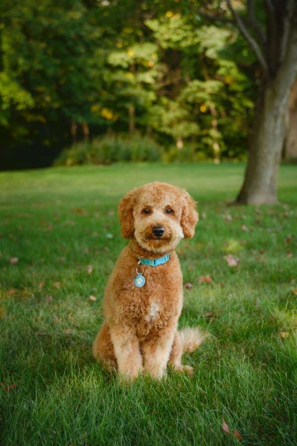 David Gorsline’s goldendoodle, Oakley, sitting in the grass. Photo credit to David Gorsline
