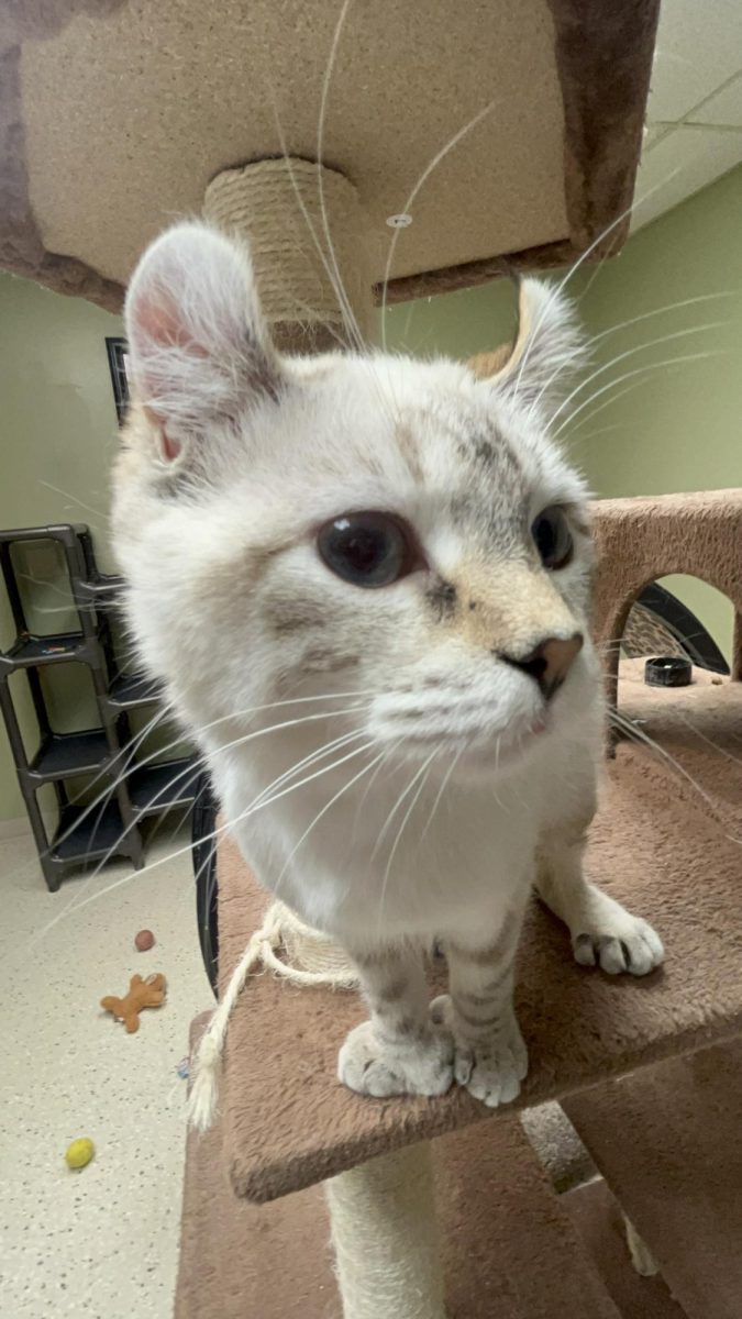 One of the many curious cats at the local animal shelter, Kings Harvest.