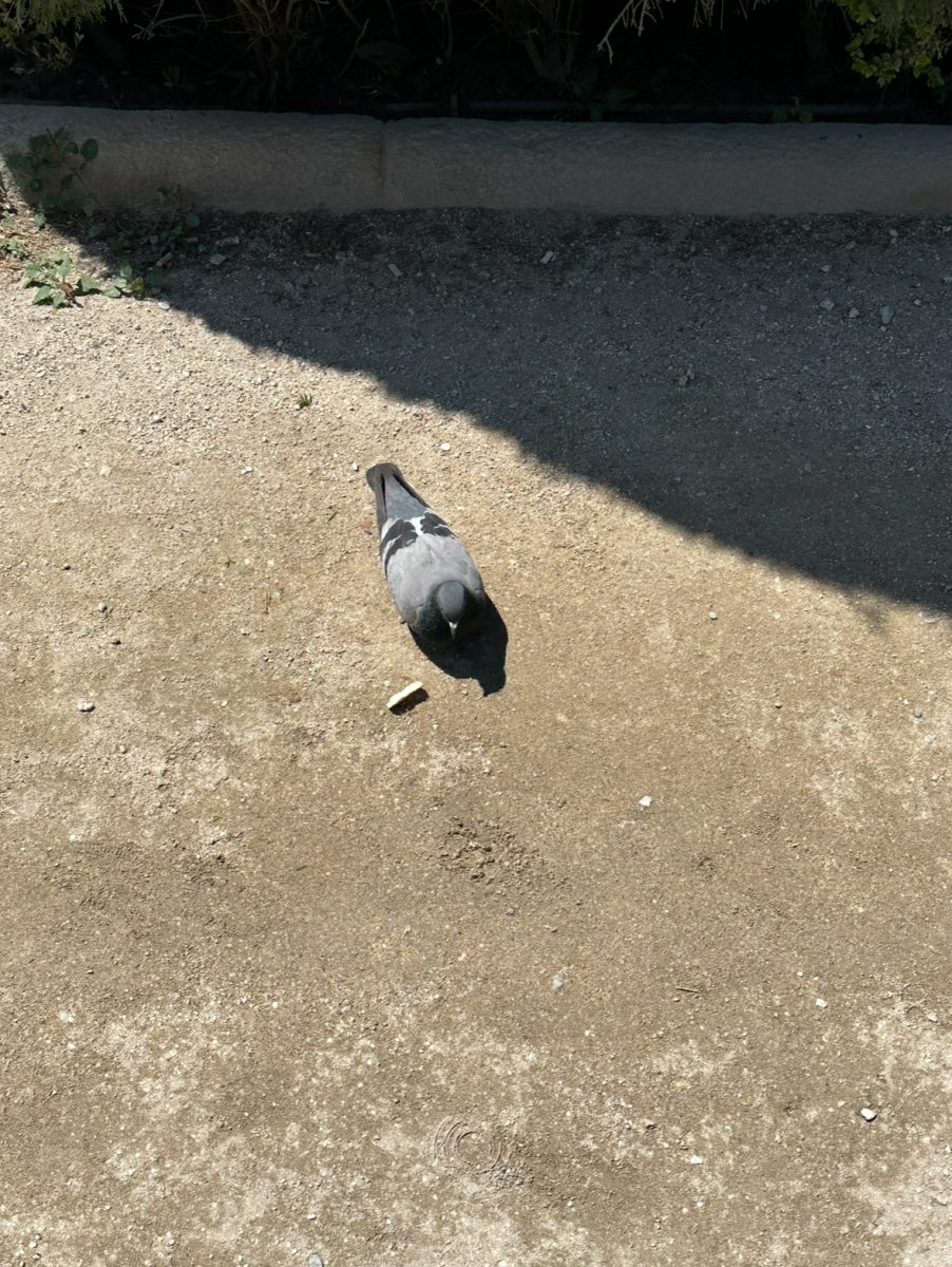 A domesticated pigeon explores the city's streets, looking for food.