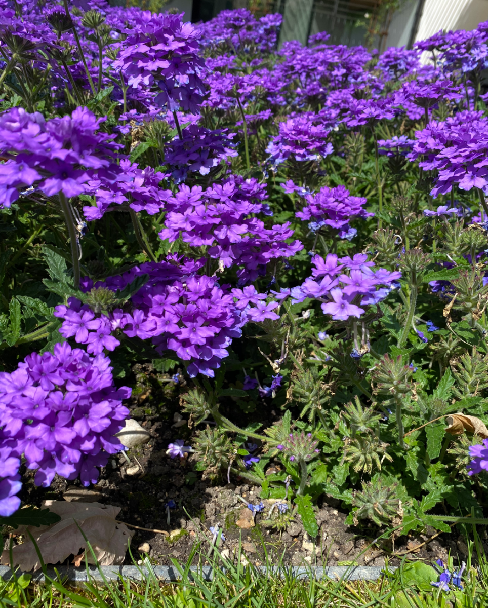 Beautiful flowers in full bloom, pictured from a botanical garden.