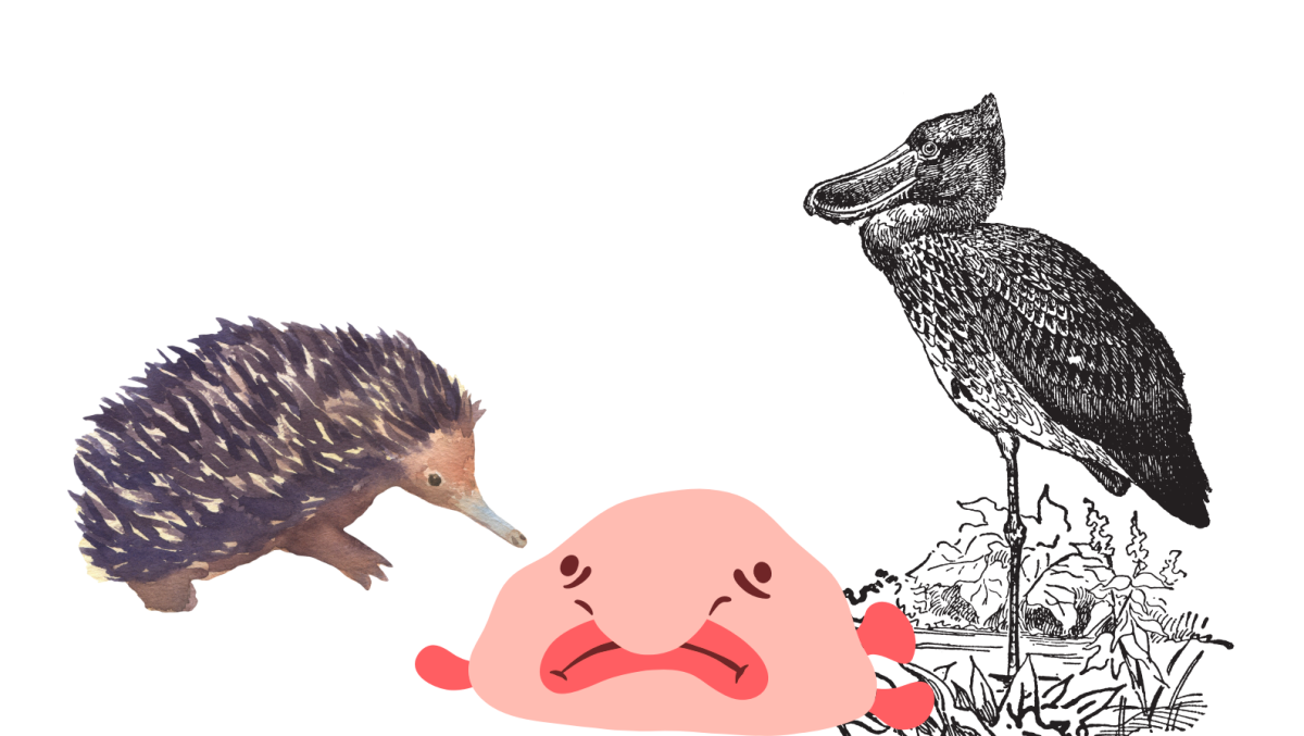 The echidna, blobfish, and shoebill are just some of nature’s strangest creations.