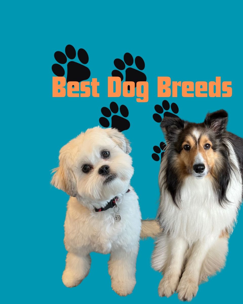 Some dogs are wonderful pets, especially for families and active people. Pictured are the top two, a shichon and a sheltie.